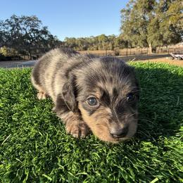Yellow Dapple Girl - Dapple female Dachshund puppy in Apopka, Florida from The HotDog Stand