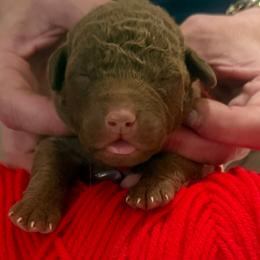 Red Male - Brown male Chesapeake Bay Retriever puppy in Houston, Texas from Monarch Chesapeakes