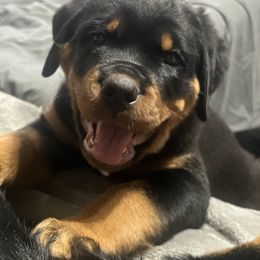 Rottweiler Puppies from CG Rottweilers