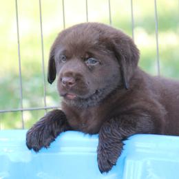 Labrador Retriever Puppies from Prebleridge Acres