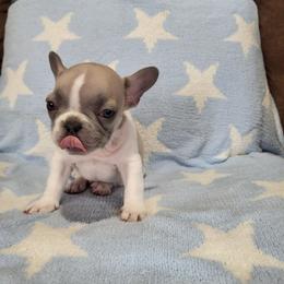 Spunky - Fawn and white male French Bulldog puppy in Milwaukie, Oregon from Aloha NW Frenchies
