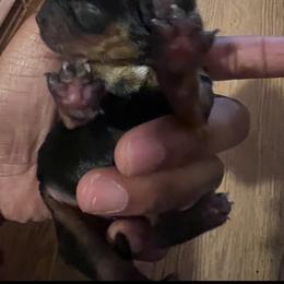 Teddy male - Black and tan male Yorkshire Terrier puppy in Keyser, West Virginia from Bella’s Yorkies