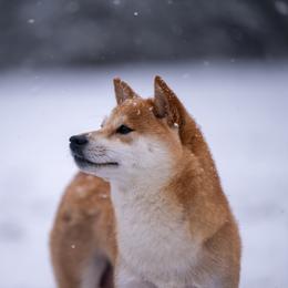 Shiba Inu Puppies from Evenfalls Shiba Inu