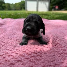 Stella - Black roan female German Shorthaired Pointer puppy in Axton, Virginia from Red Clay Kennels