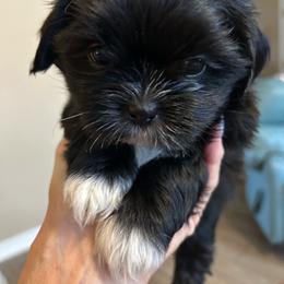 Timothy triplet 1 - Black and white male Shih Tzu puppy in New Port Richey, Florida from Stanford's Shih Tzus