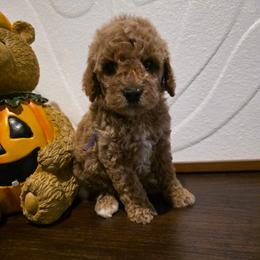 Lani - Apricot female Goldendoodle puppy in Bristol, Tennessee from Brasingtondoodles