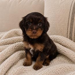 Scooby - Brown male Cavapoo puppy in Floyd, Virginia from Hearts and Paws Poodles and Doodles