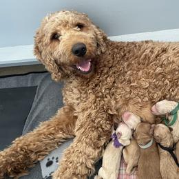 Bubbles - Goldendoodle
