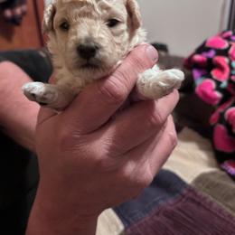 Zola - Cream female Poodle puppy in North Prince George, Virginia from ROYAL VISTA