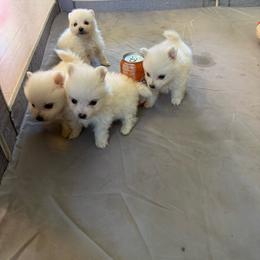 Girl 2 - White female American Eskimo Dog puppy in Squaw Valley, California from Bear Mountain