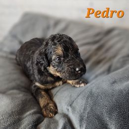 Pedro - Black male Saint Berdoodle puppy in Battle Ground, Washington from Mad Hatter Farms Saint Berdoodles