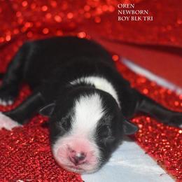 Oren - Black tri male Miniature Australian Shepherd puppy in Patterson, North Carolina from DreamLine Aussies