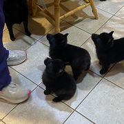 Pembroke Welsh Corgis and Schipperkes from Jaime's Pups