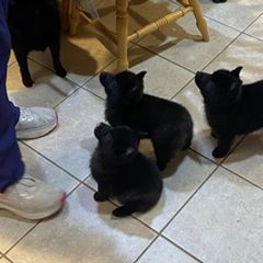 Pembroke Welsh Corgis and Schipperkes from Jaime's Pups