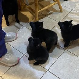Pembroke Welsh Corgis and Schipperkes from Jaime's Pups