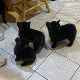 Pembroke Welsh Corgis and Schipperkes from Jaime's Pups