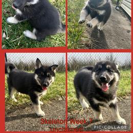 Skeleton - Black tan and white female Siberian Husky puppy in Canton, Ohio from Bleu Skies Siberian Huskies