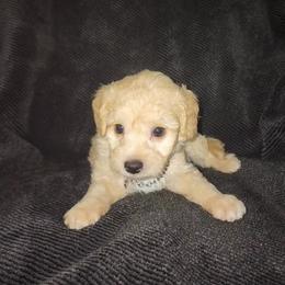 Lotto - Cream male Maltipoo puppy in Palmdale, California from J Designer Puppies