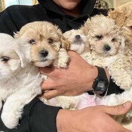 Maltipoos from Steel City Maltipoo