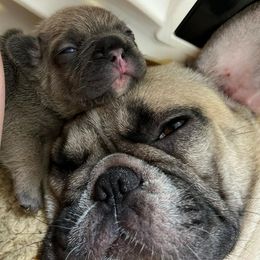French Bulldogs from Bourbon Street Bullz