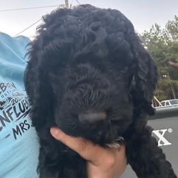 Sandy - Black female Goldendoodle puppy in Greensboro, Georgia from B’s Doodles