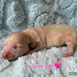 Cream puff - Cream female Dachshund puppy in New Mexico from Long Dog Ranch