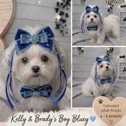 Maltese puppies from Clearview Canines