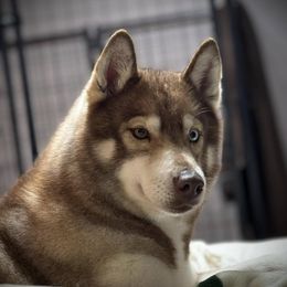 Glitter - Siberian Husky