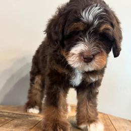 Cowboy - Tri-color male Bernedoodle puppy in Horseshoe Bend, Idaho from Over the Moon Poodles and Doodles