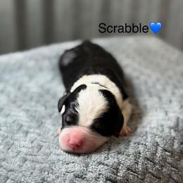 Scrabble - Tri-color male Bernedoodle puppy in El Campo, Texas from Little Fur Friends Bernedoodles
