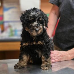 Orion - Merle male Bernedoodle puppy in Malden, Illinois from Doting Doodles