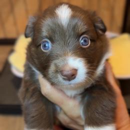 Pinot Noir - Red tri male Miniature Australian Shepherd puppy in Massapequa, New York from All That Auss Mini Aussies