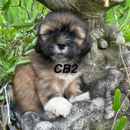 ADOPTED CA - Red male Lhasa Apso puppy in Bell, Florida from Maryann & Kandis