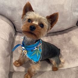 Kobe - Yorkshire Terrier