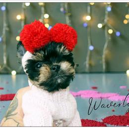 Waverly - Black and tan female Yorkshire Terrier puppy in Warren, Michigan from Danielle's Yorkie Babies
