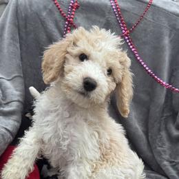 Arrow - Blenheim male Cavapoo puppy in Austin, Texas from Doodles of Central Texas