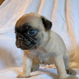 Charlie Anne - Fawn female Pug puppy in Fall Creek, Wisconsin from Heartville Pugs
