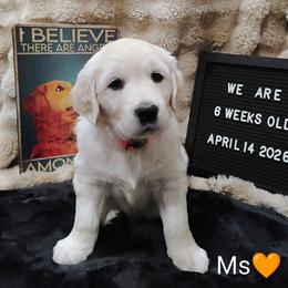 Orange collar girl - Light golden female Golden Retriever puppy in Rochester, Washington from Grand Mound Goldens