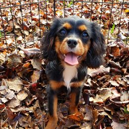 AKC Rhett - Black and tan male Cavalier King Charles Spaniel puppy in Soddy Daisy, Tennessee from Cocoa Cavaliers
