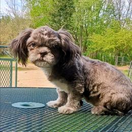Berry - Blue male Shih Tzu puppy in Wild Rose, Wisconsin from Sorenson's Shih-tzus