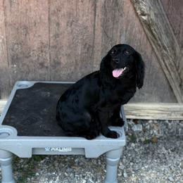 Lil Bit - Black female English Cocker Spaniel puppy in Ohatchee, Alabama from Otter Creek Kennels