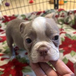 LILAC BOY - Lilac male Boston Terrier puppy in Anderson, South Carolina from Lola’s House of Bostons & Rescue