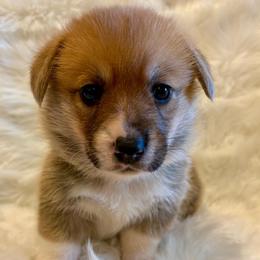 Bruno (Purple Collar) - Red male Pembroke Welsh Corgi puppy in North Charleston, South Carolina from Corgivilla