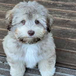 Companion Cross and Havanese Puppies from With Love Breeding Co.
