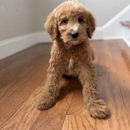 Arthur - Red  male Goldendoodle puppy in Smithfield, Kentucky from KBK9 Kennels