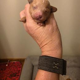 Baby girl - Apricot female Poodle puppy in Louisville, Mississippi from Cindy's Poodles