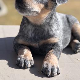 Australian Cattle Dog Puppies from Christensen Heelers