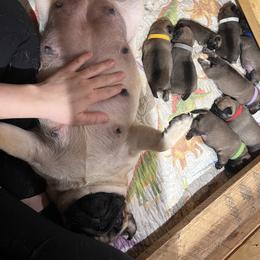 French Bulldog and Pug Puppies from Peachy Pugs