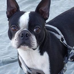 Haylo - Boston Terrier