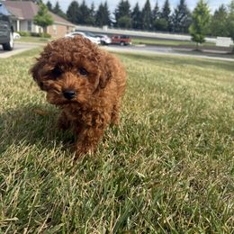 Ruby - Poodle